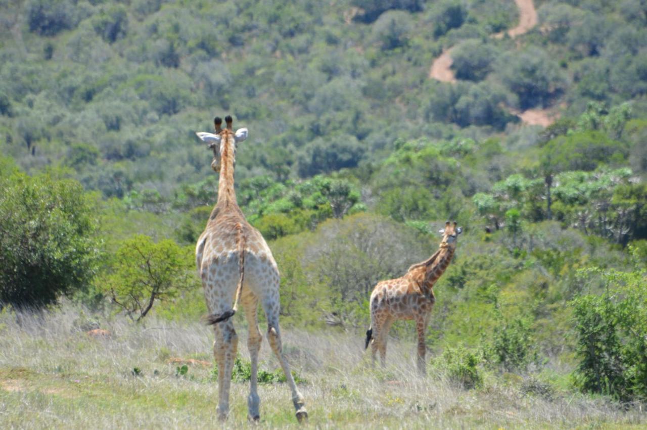 African Safari Lodge Grahamstown Exterior foto