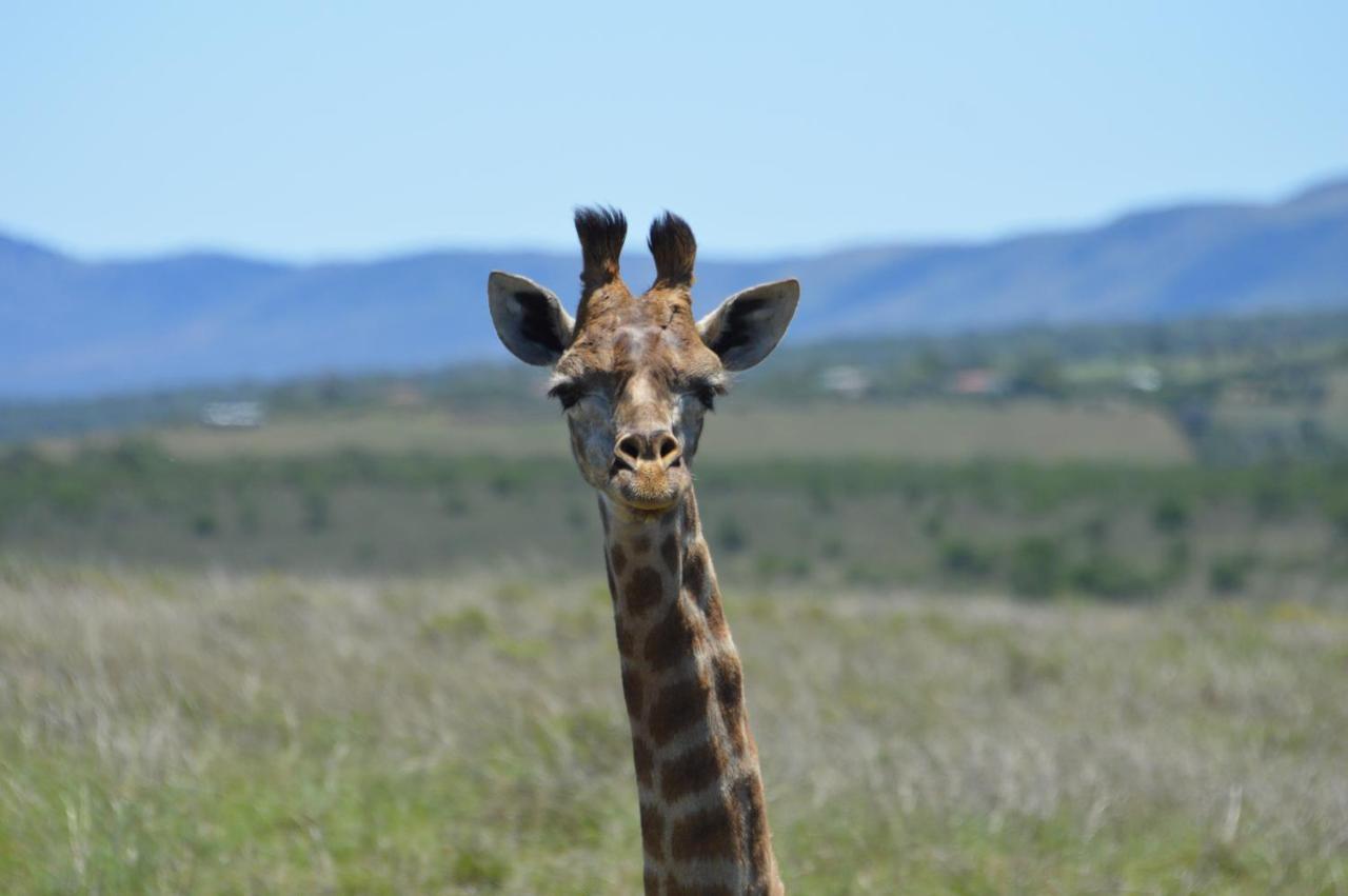 African Safari Lodge Grahamstown Exterior foto
